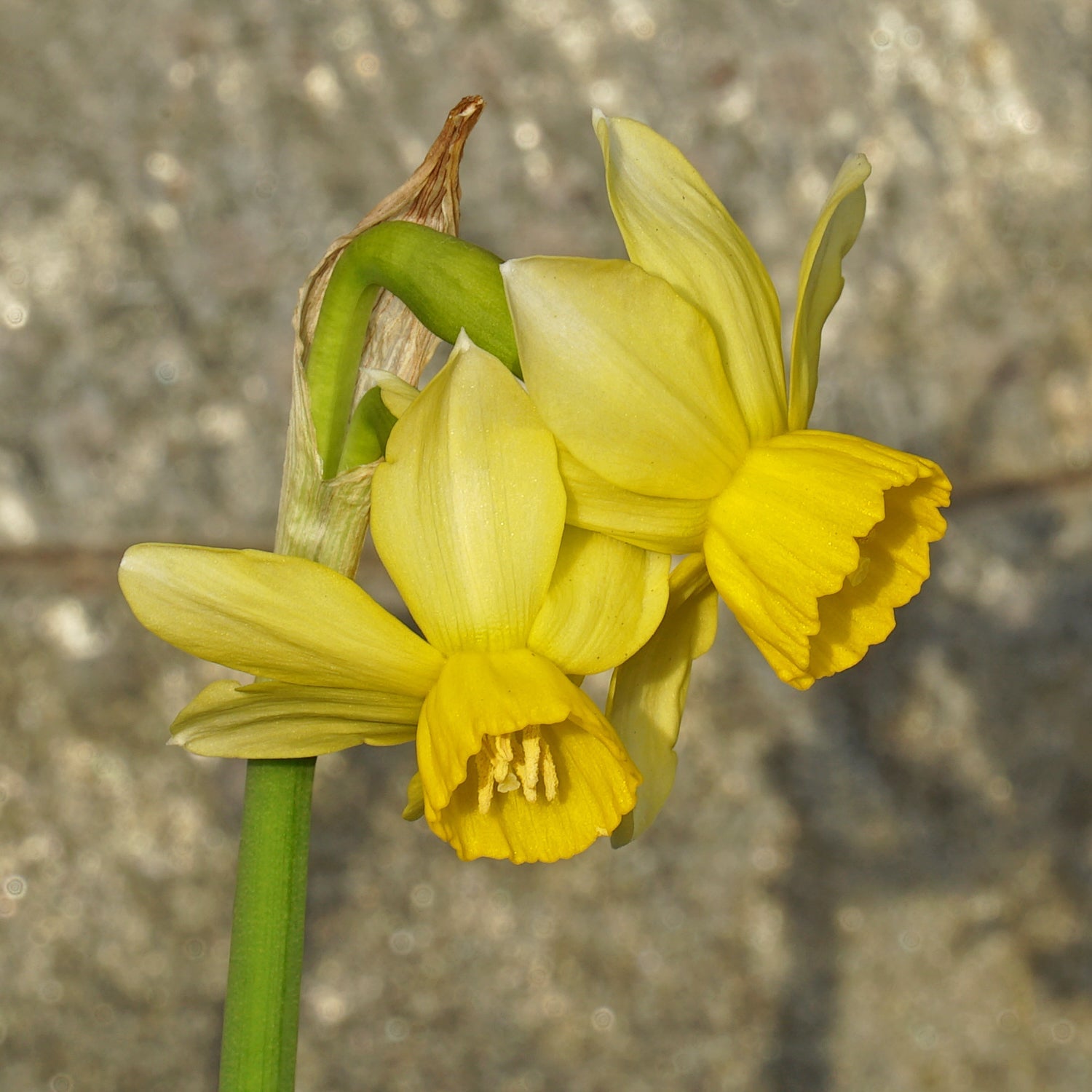 Little Surprise - Special Narcissus - Fluwel