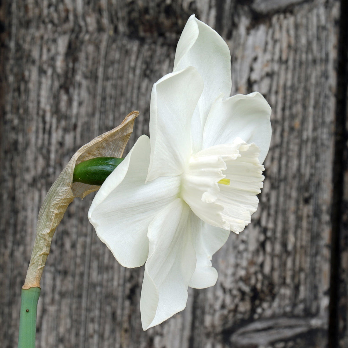 Love Actually - witte Small-cupped narcis - Fluwel
