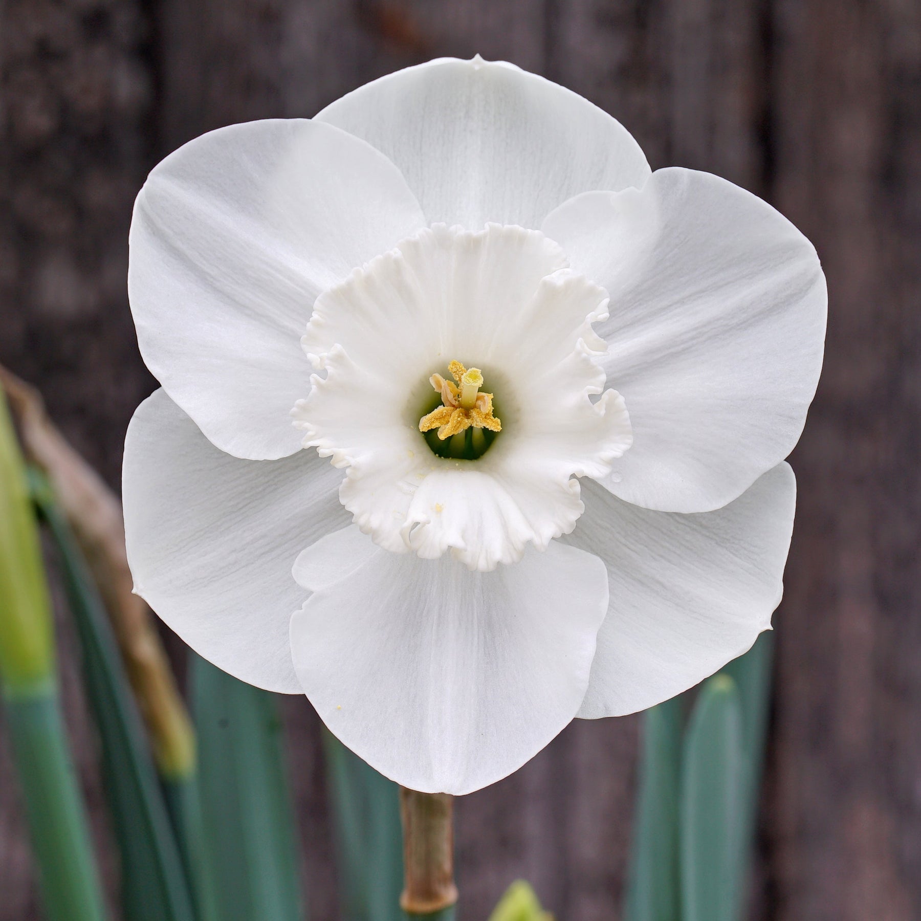 Love Happens - Special Narcissus - Fluwel