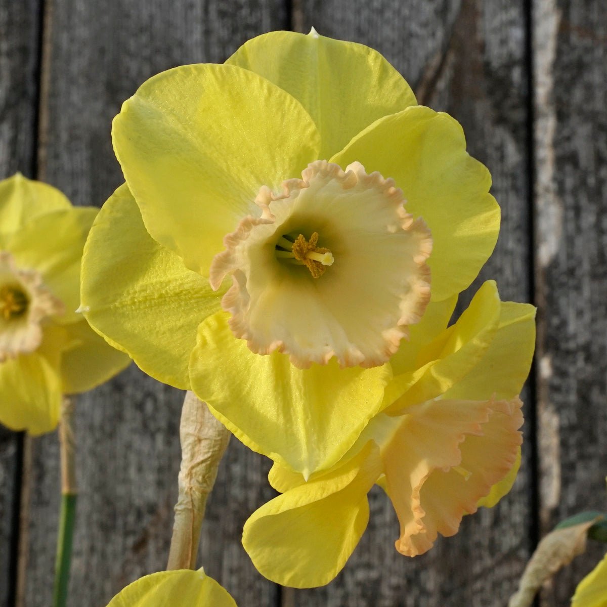Love me Tender - Special Narcissus - Fluwel