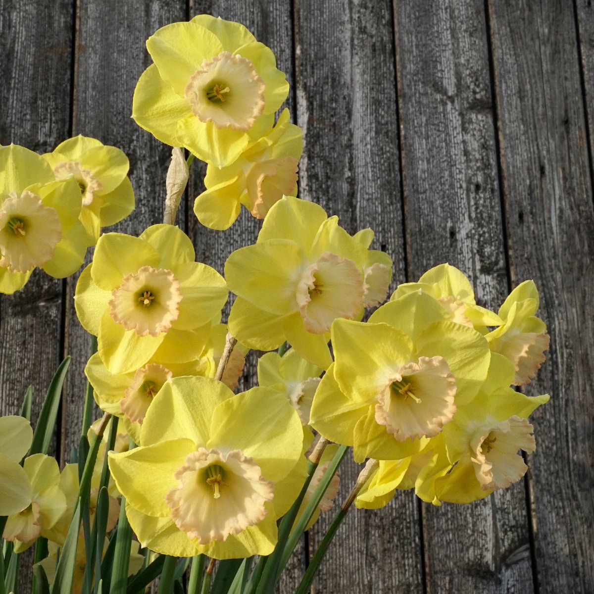 Love me Tender - Special Narcissus - Fluwel