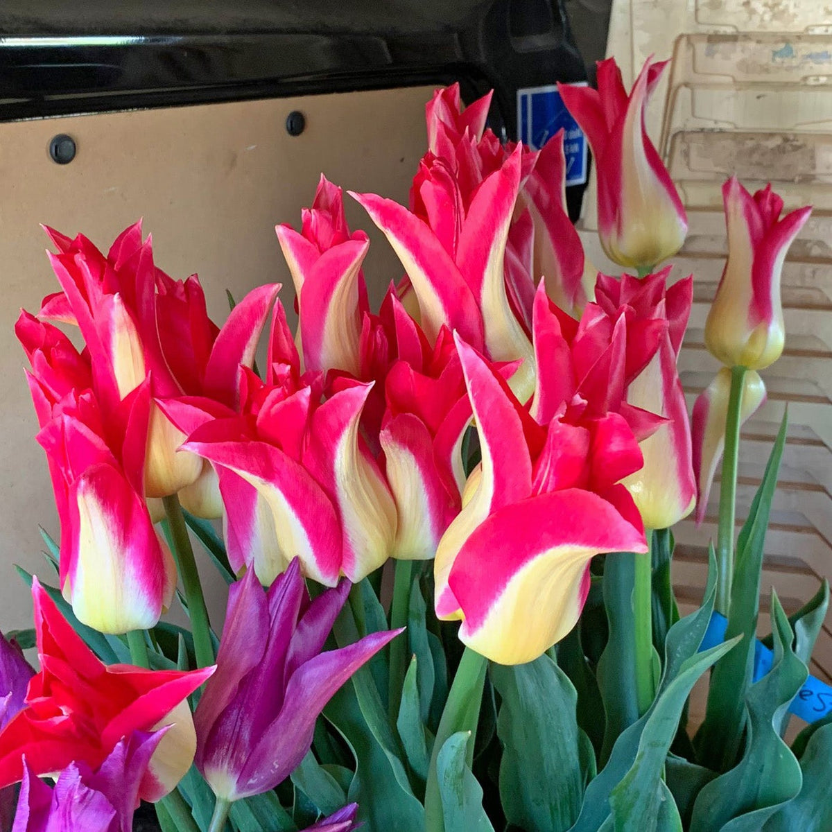 Love Story - Tulips - Fluwel