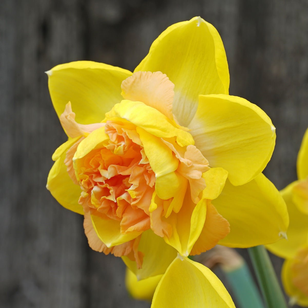 Lowena - Special Narcissus - Fluwel