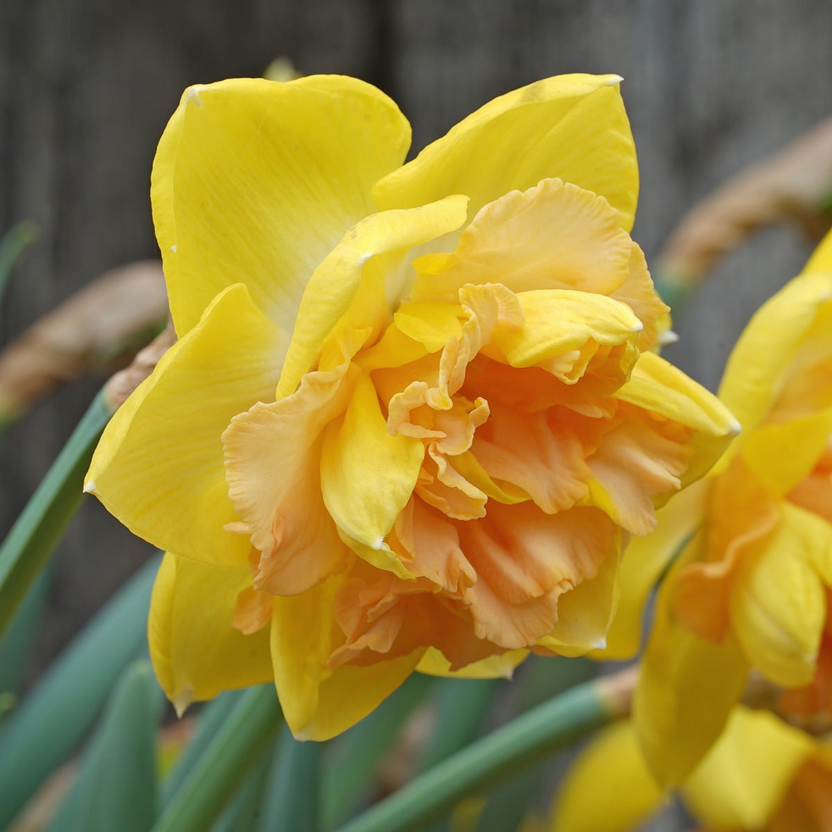 Lowena - Special Narcissus - Fluwel
