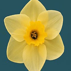 Lumen Lemon - Special Narcissus - Fluwel