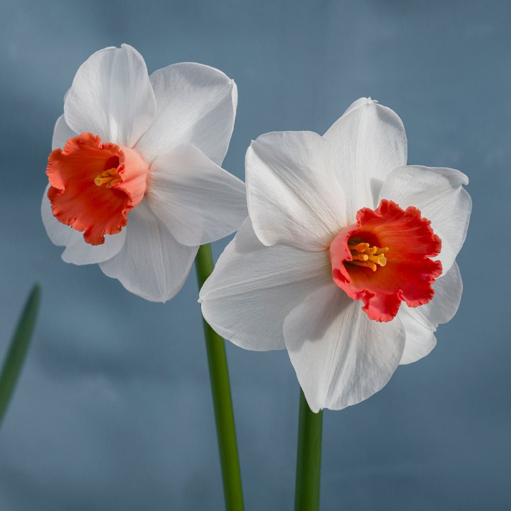 Magician's Choice - Special Narcissus - Fluwel