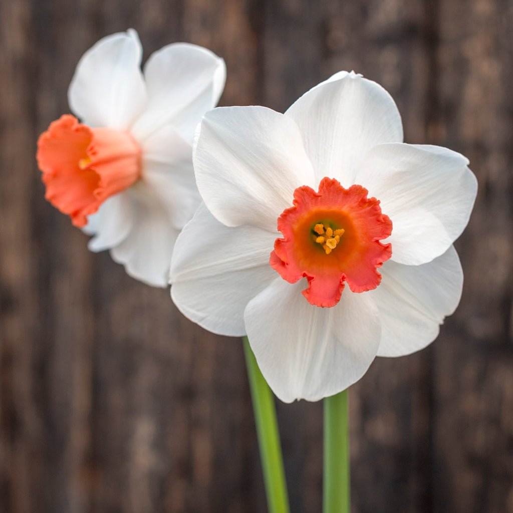 Magician's Choice - Special Narcissus - Fluwel
