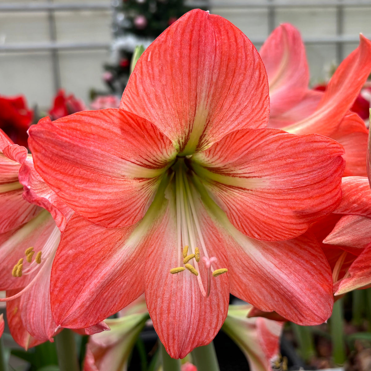 Mango Charm - Special Amaryllis - Fluwel
