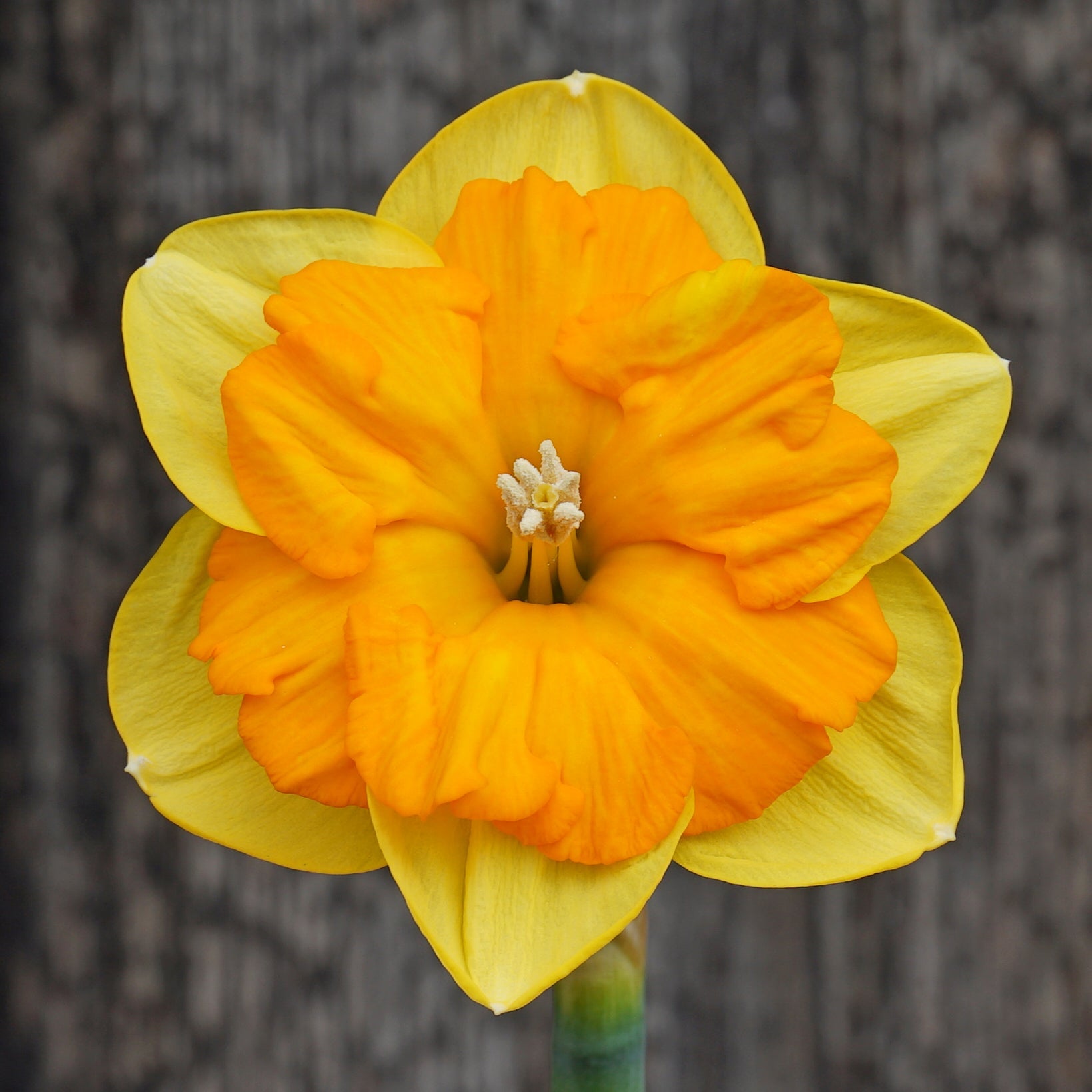 Maria Pia - Special Narcissus - Fluwel