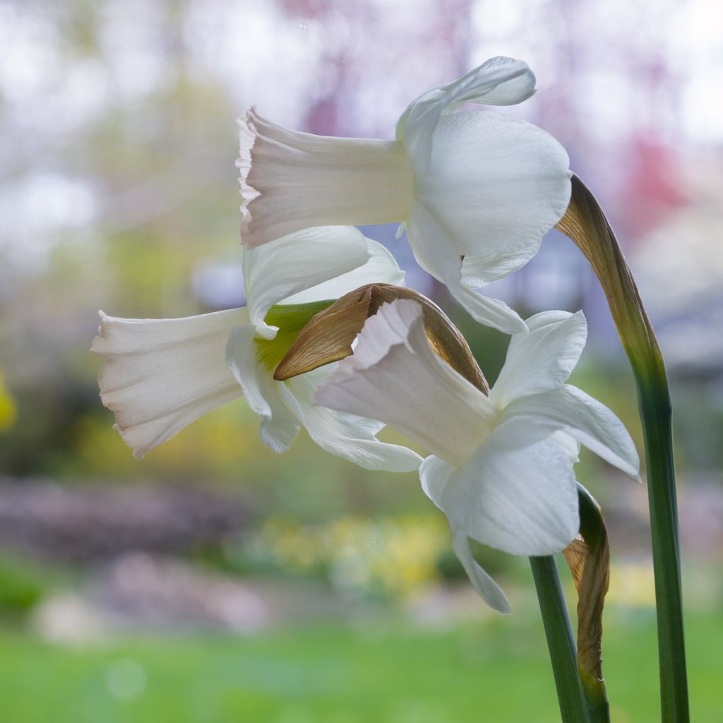 Mary Lou - Special Narcissus - Fluwel
