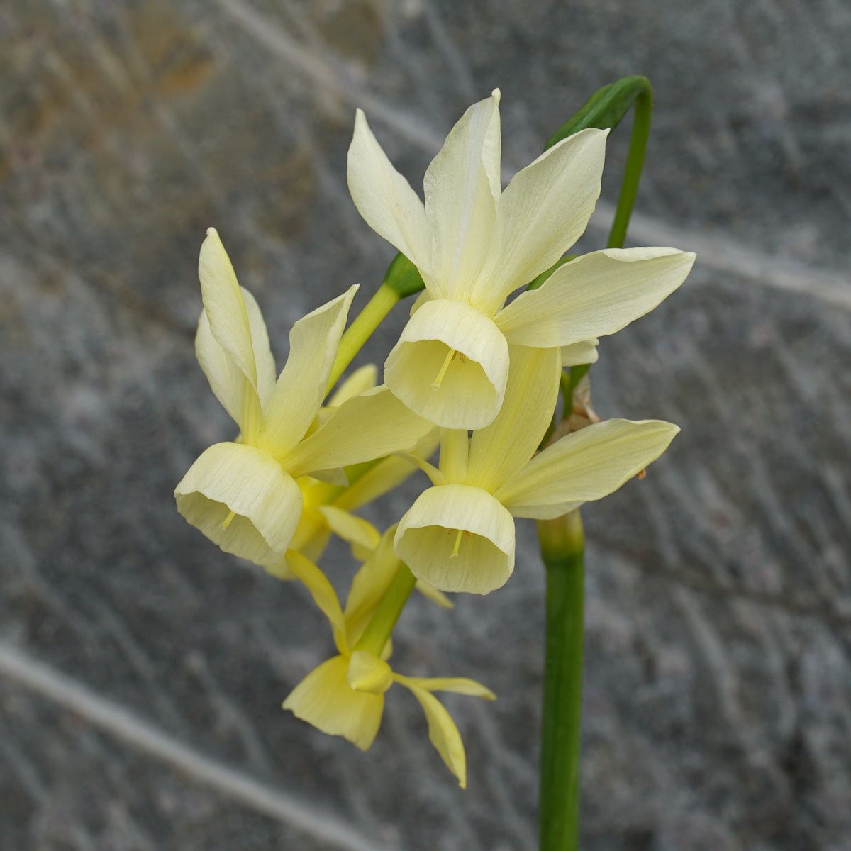 Mary Plumstead - Special Narcissus - Fluwel