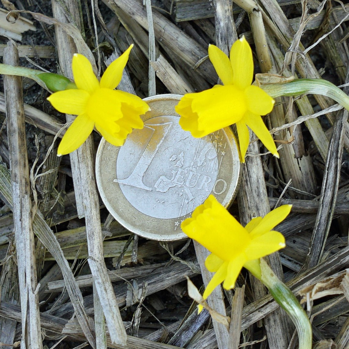 Medway Gold - gele Jonquilla narcis - Fluwel