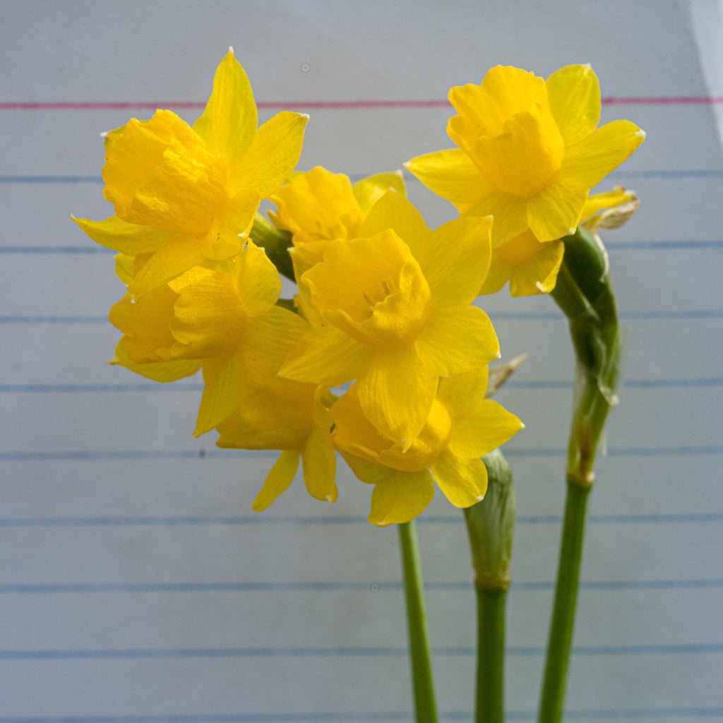 Medway Gold - gele Jonquilla narcis - Fluwel