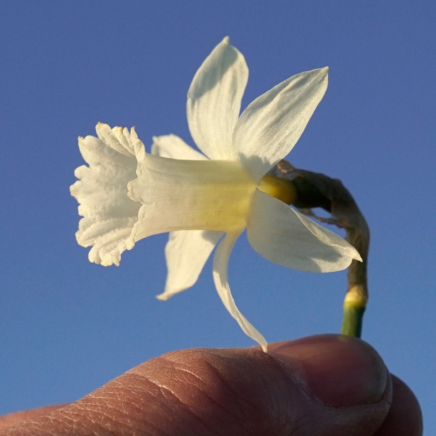 Mini Pearl - Special Narcissus - Fluwel