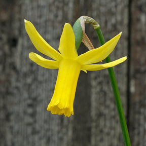 Minicycla Group - Special Narcissus - Fluwel