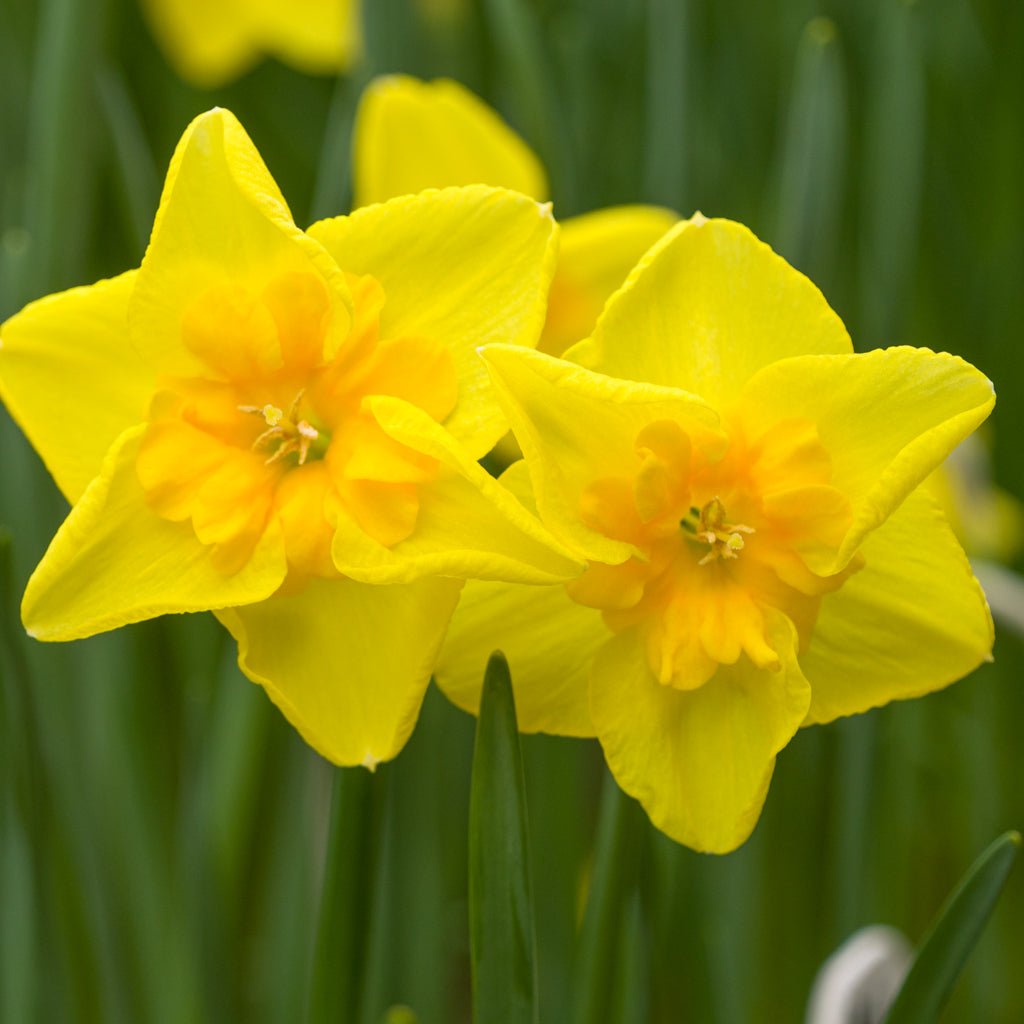 Minnowlet - Special Narcissus - Fluwel