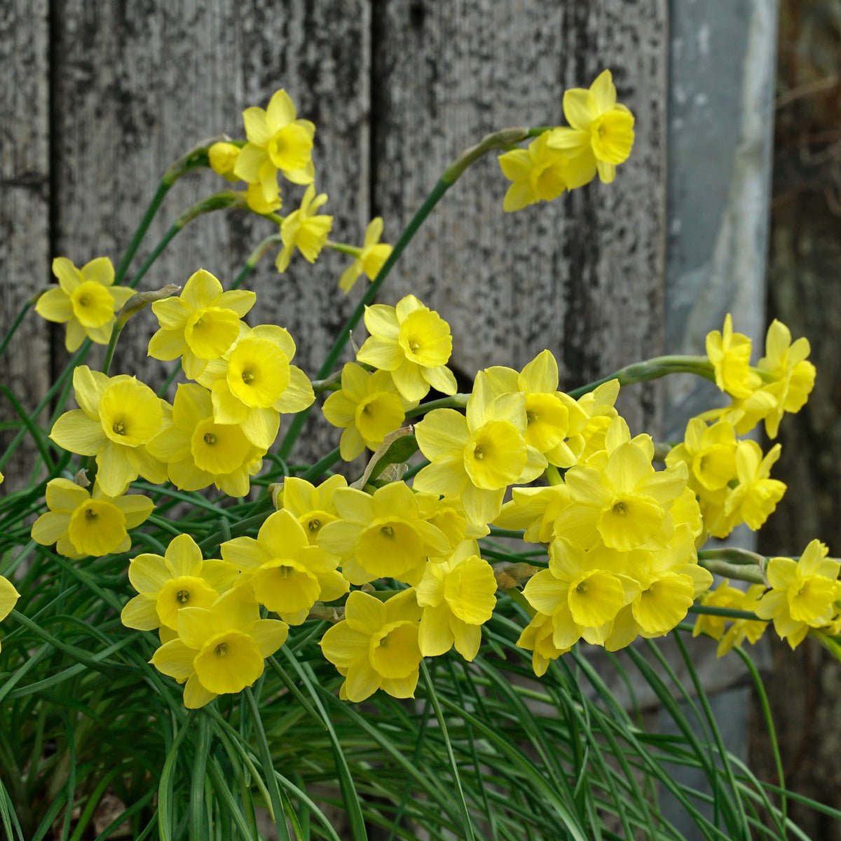 Miss Klein - Special Narcissus - Fluwel