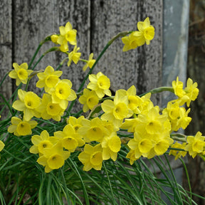 Miss Klein - Special Narcissus - Fluwel
