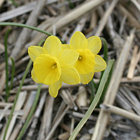 Miss Klein - Special Narcissus - Fluwel