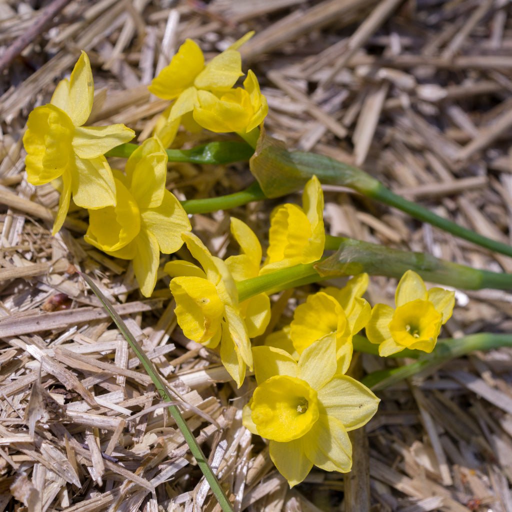 Miss Klein - gele Jonquilla narcis - Fluwel
