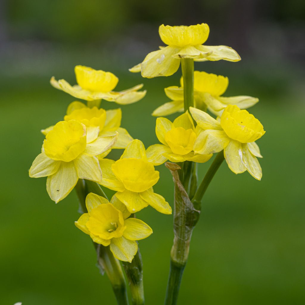 Miss Klein - gele Jonquilla narcis - Fluwel