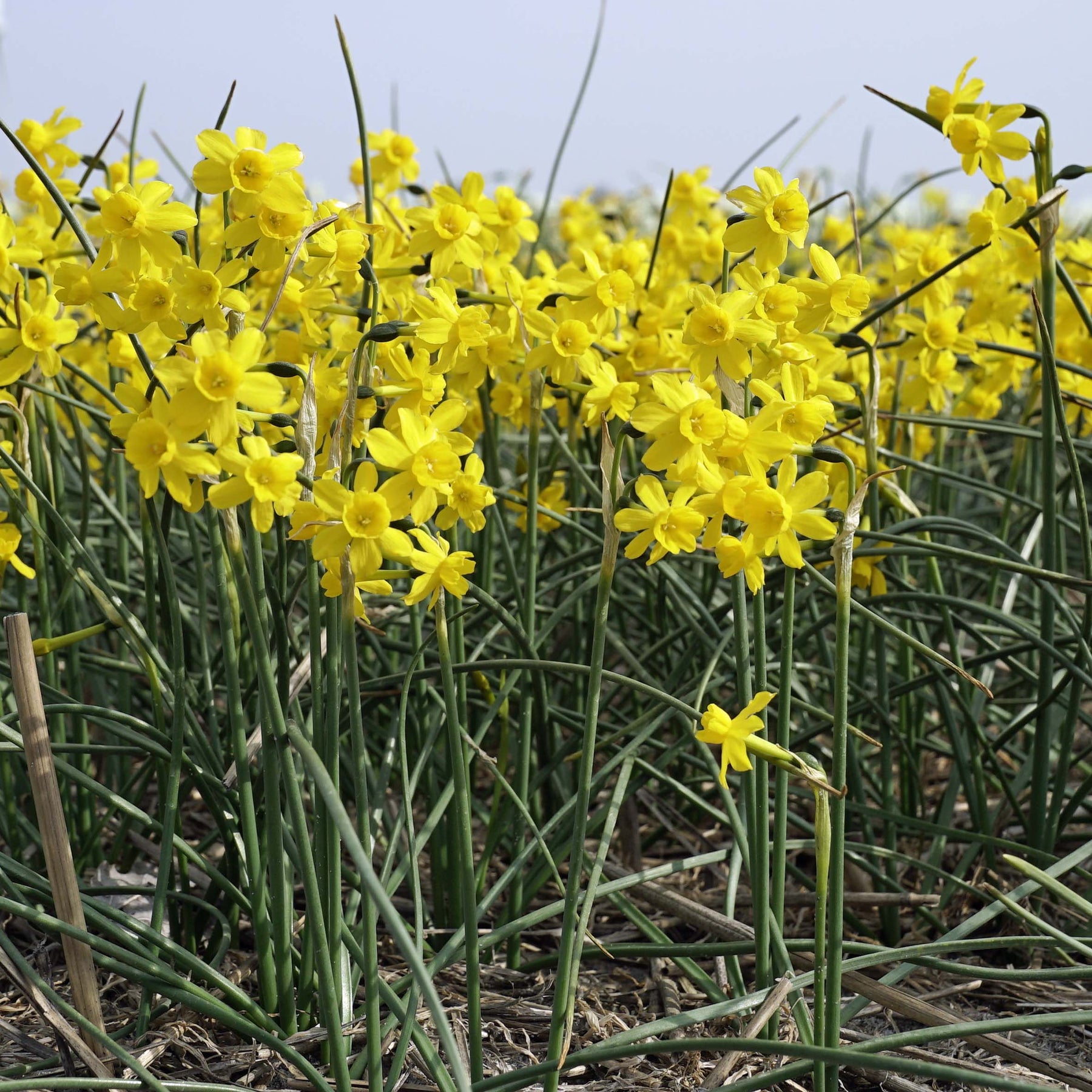 Miss Nixmix - Mixes - Fluwel