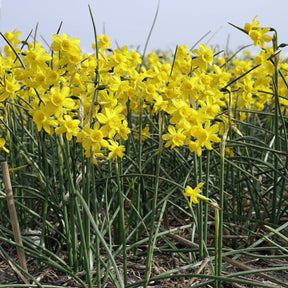 Miss Nixmix - Mixes - Fluwel