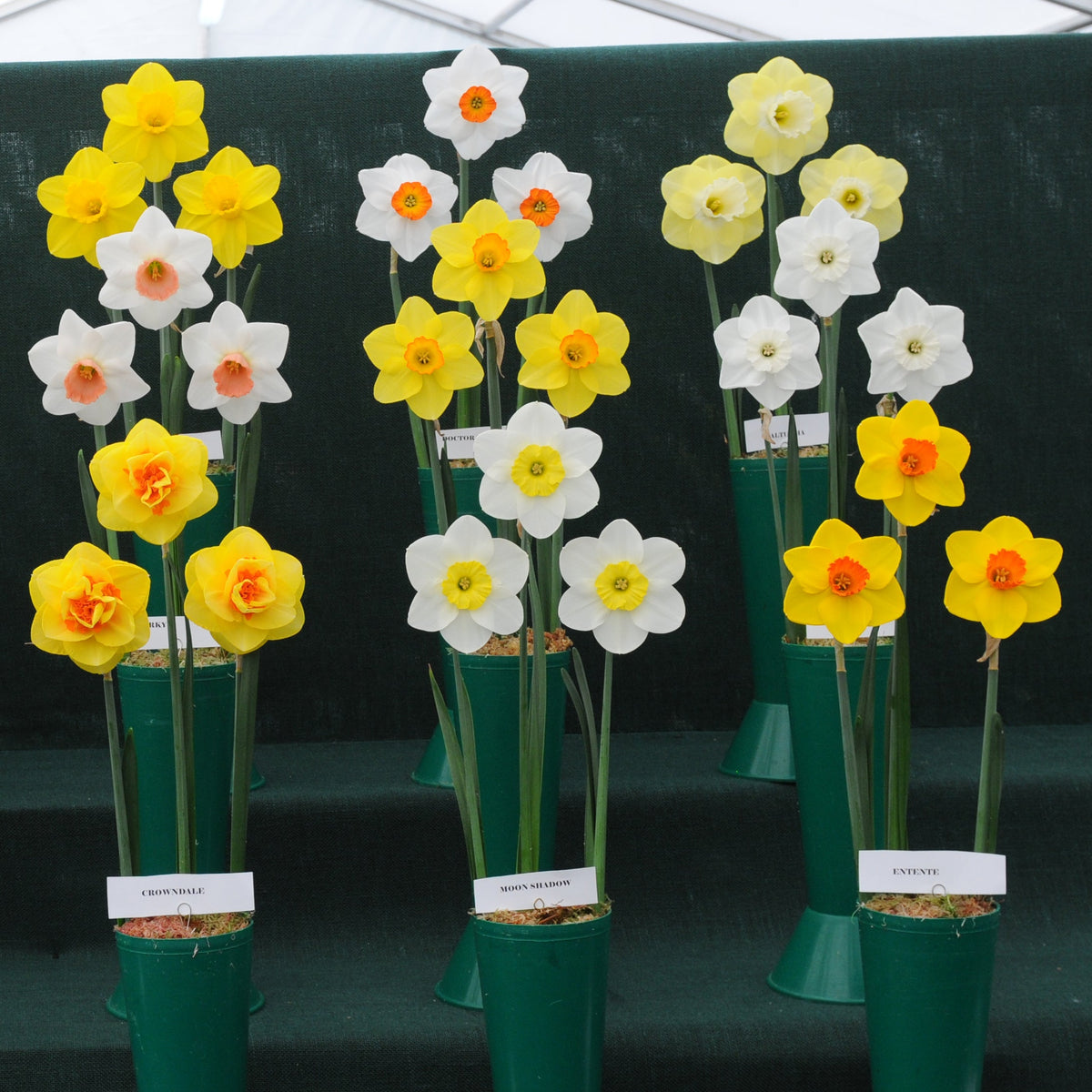 Moon Shadow - wit-gele Small-cupped narcis - Fluwel
