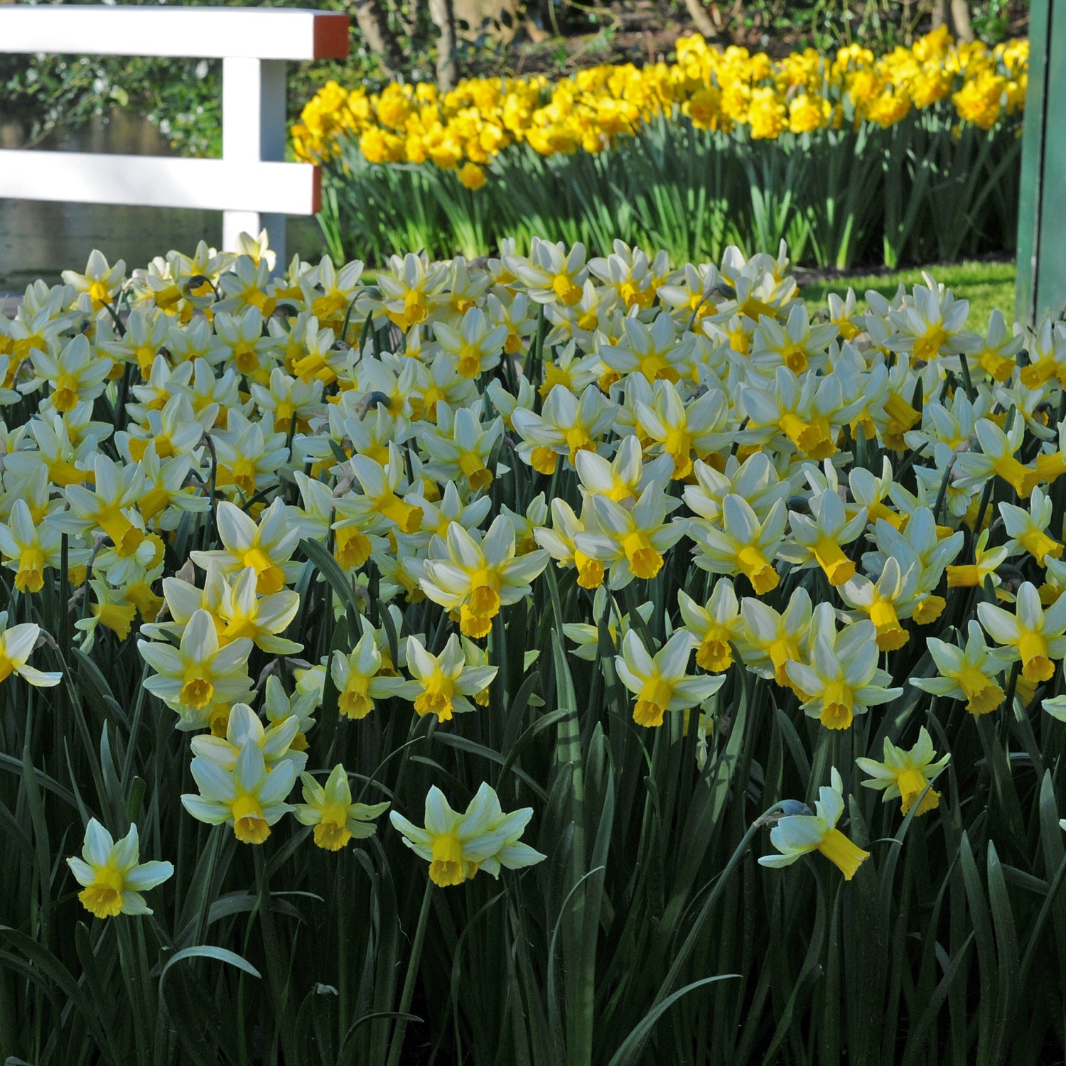 Mother Duck - Narcissus - Fluwel