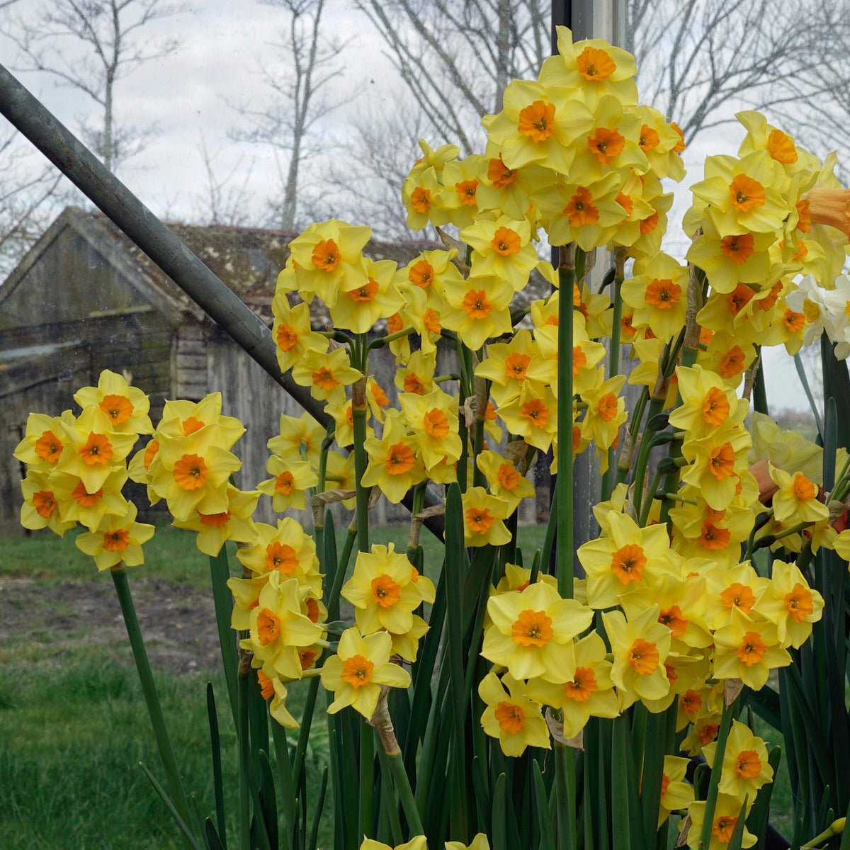 Motmot - geel-oranje Tazetta narcis - Fluwel