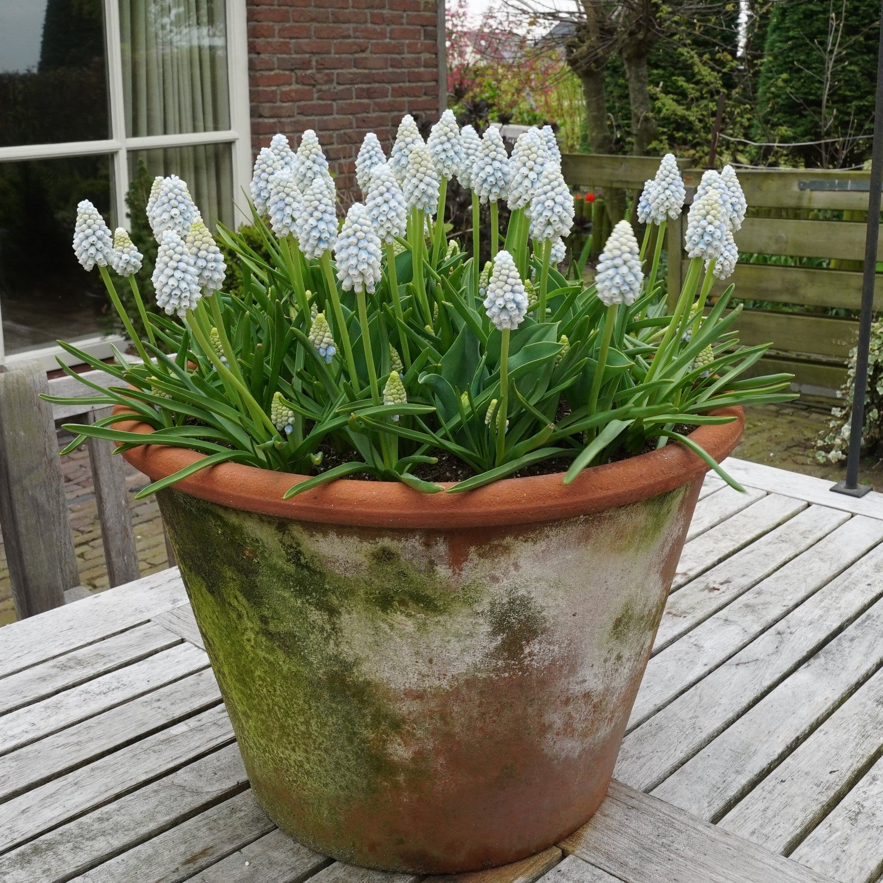 Muscari Alaska - Spring specialty bulbs - Fluwel