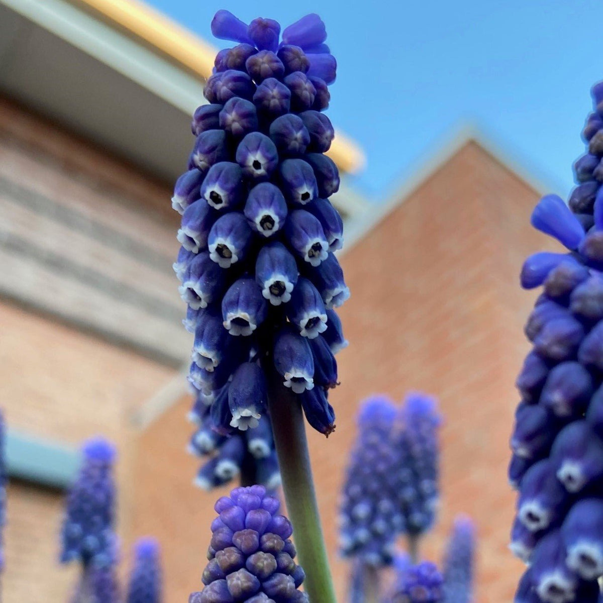Muscari Night Eyes - Spring specialty bulbs - Fluwel
