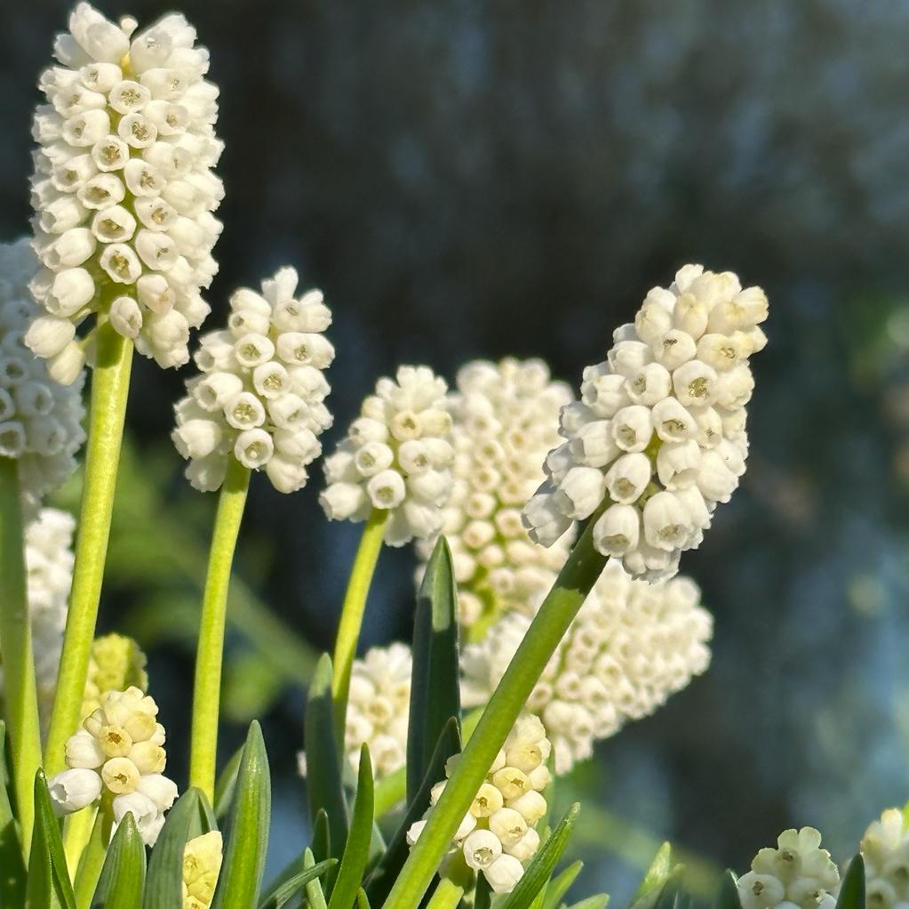 Muscari White Magic - witte muscari - Fluwel