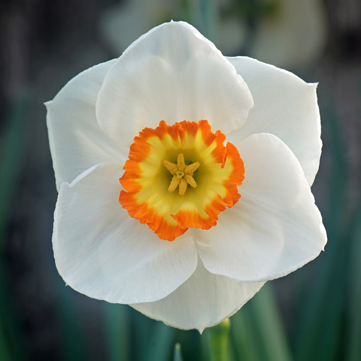 My Sweetheart - Special Narcissus - Fluwel