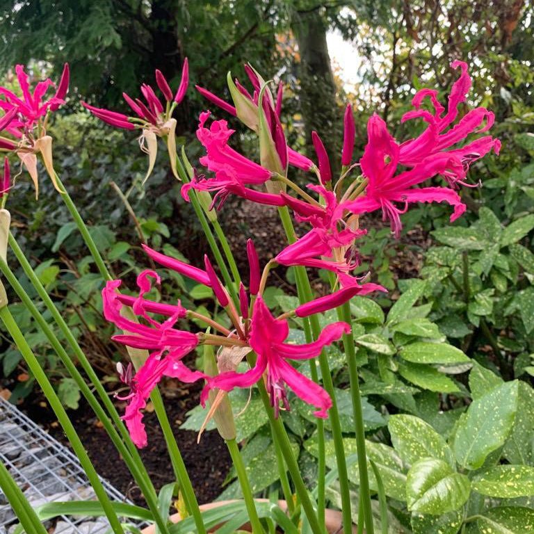 Nerine Mr Nick - Nerines - Fluwel