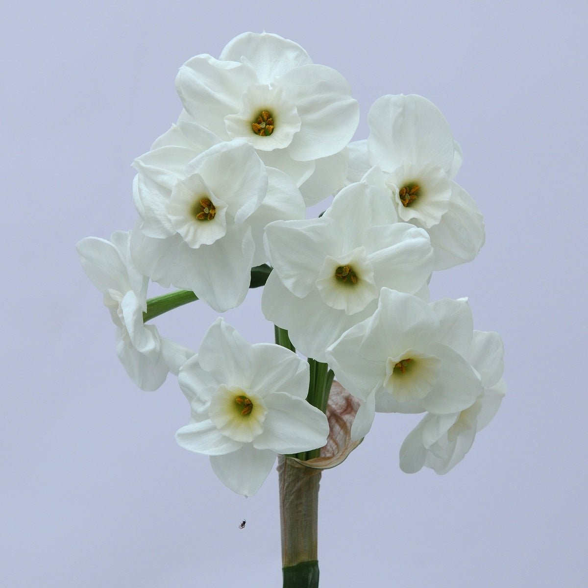 Nickelodeon - Special Narcissus - Fluwel