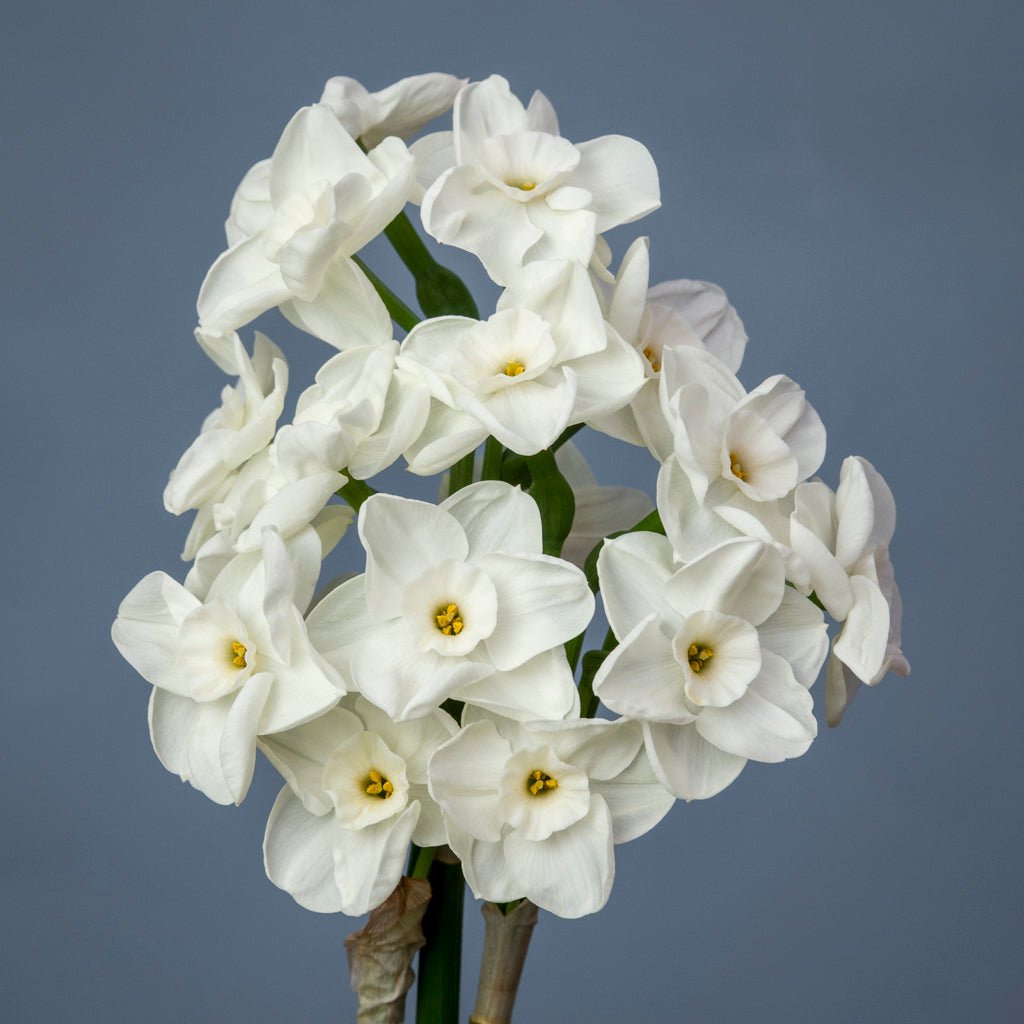 Nickelodeon - witte Tazetta narcis - Fluwel