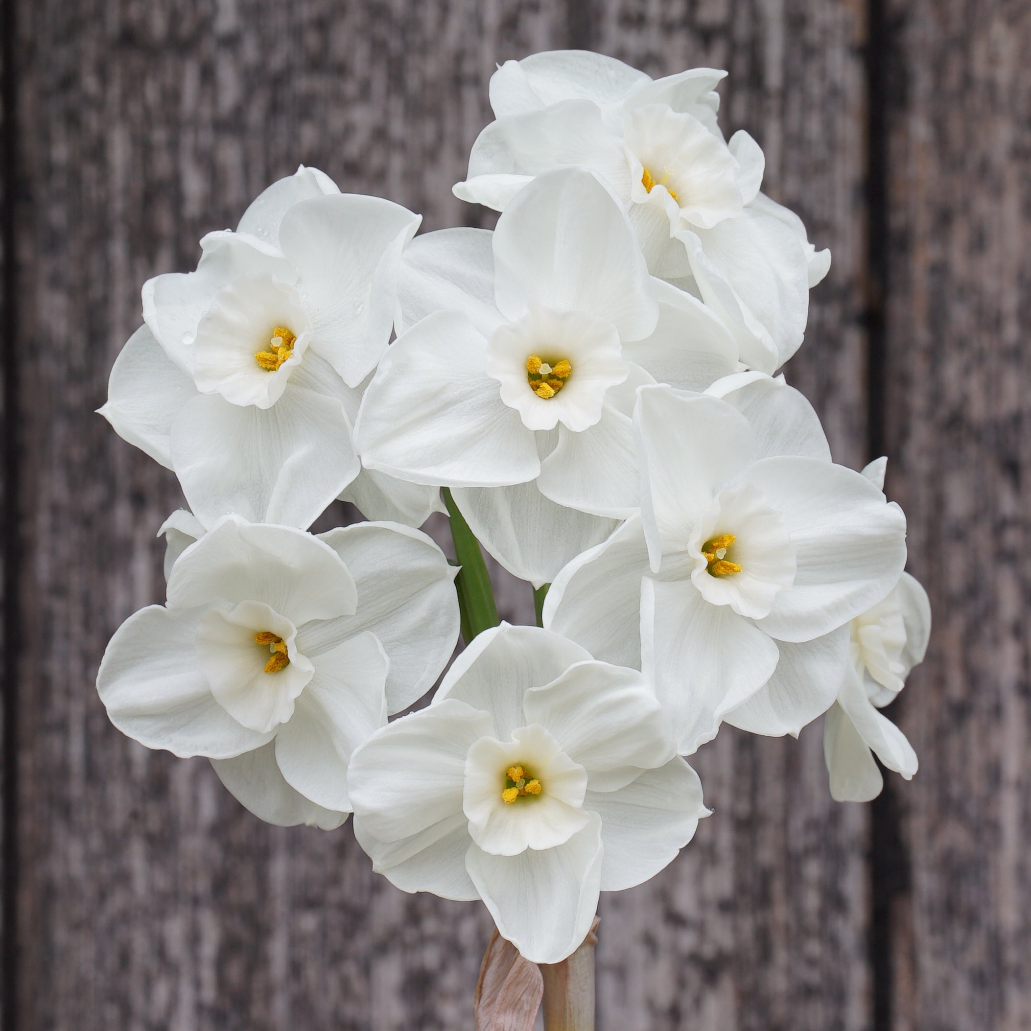 Nickelodeon - witte Tazetta narcis - Fluwel