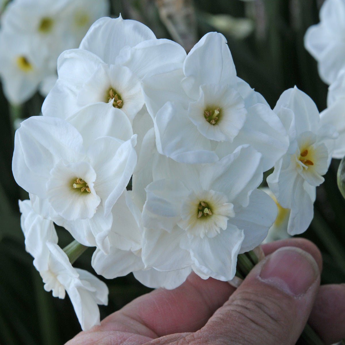 Nickelodeon - Special Narcissus - Fluwel