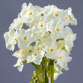 Nickelodeon - Special Narcissus - Fluwel