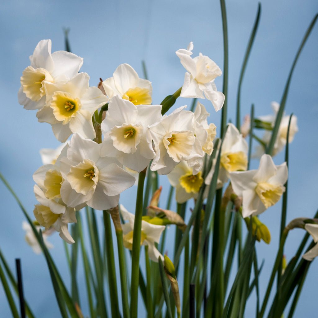 Nico - wit-gele Jonquilla narcis - Fluwel