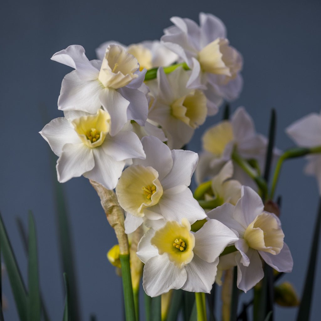 Nico - wit-gele Jonquilla narcis - Fluwel