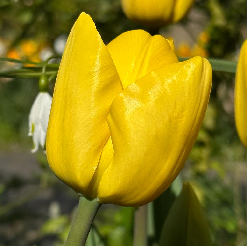 Novi Sun - Tulips - Fluwel