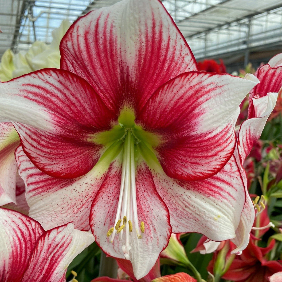 Nr. 03107 - E - Special Amaryllis - Fluwel
