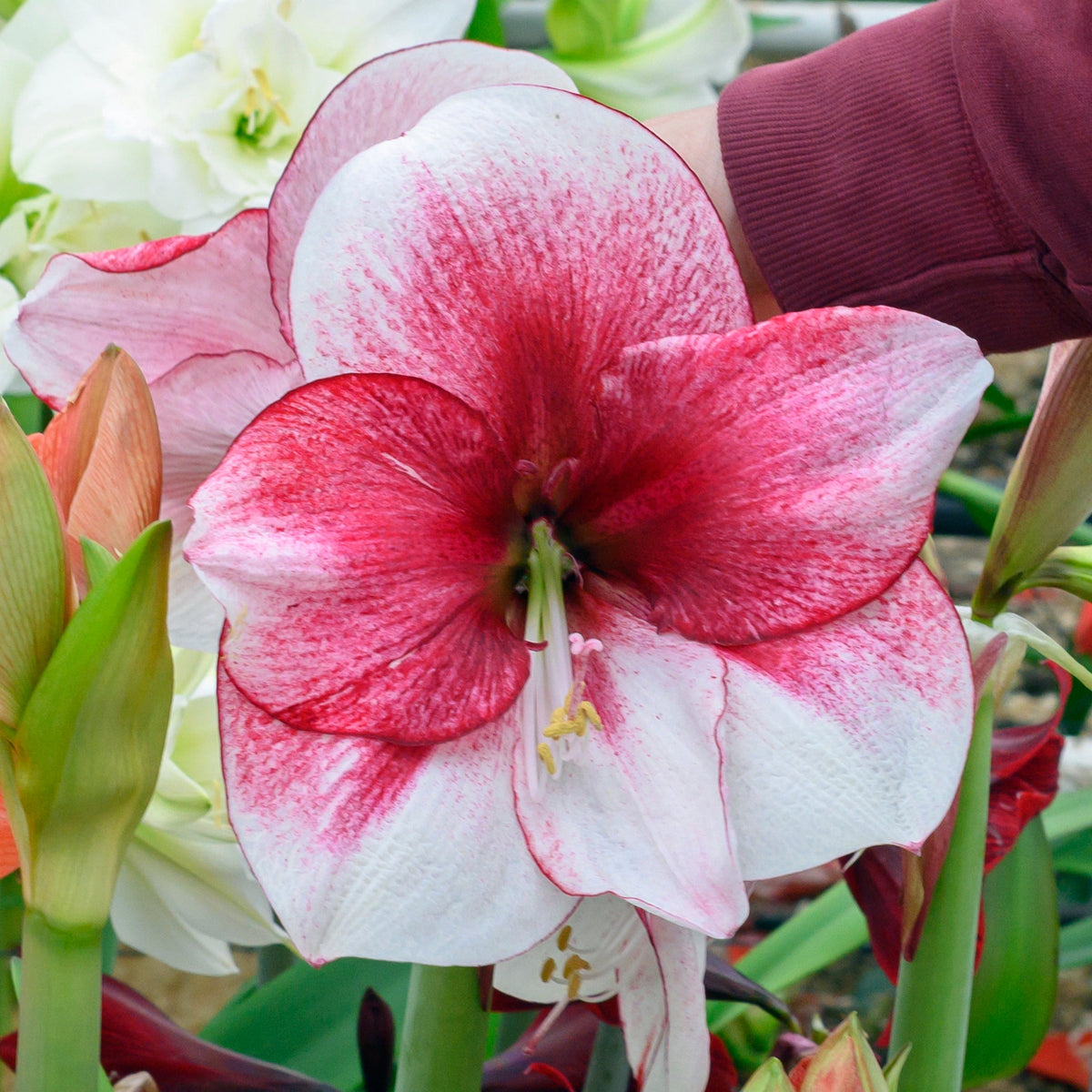 Nr. 87036 - B - Special Amaryllis - Fluwel