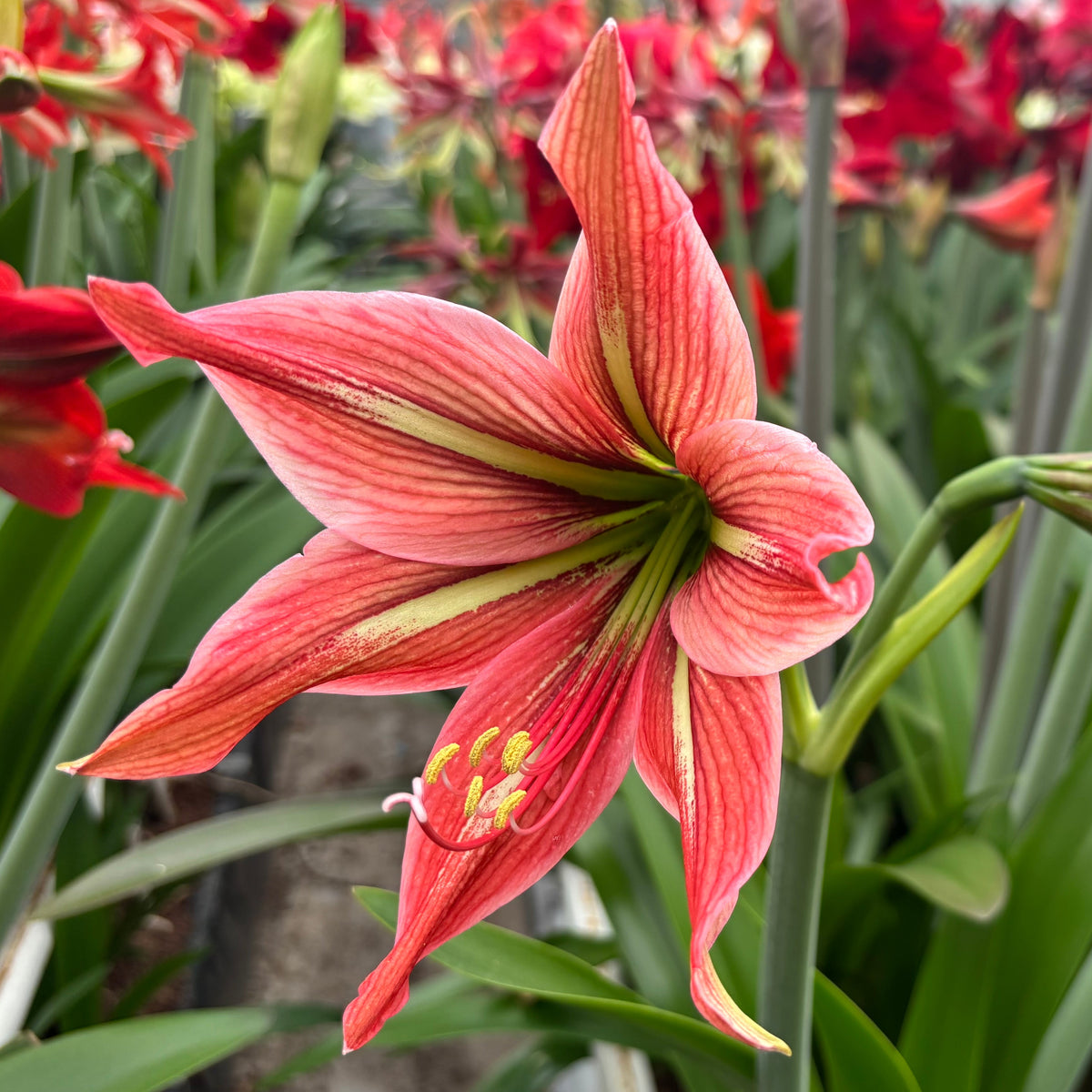 Nr. 97250 - B - Special Amaryllis - Fluwel