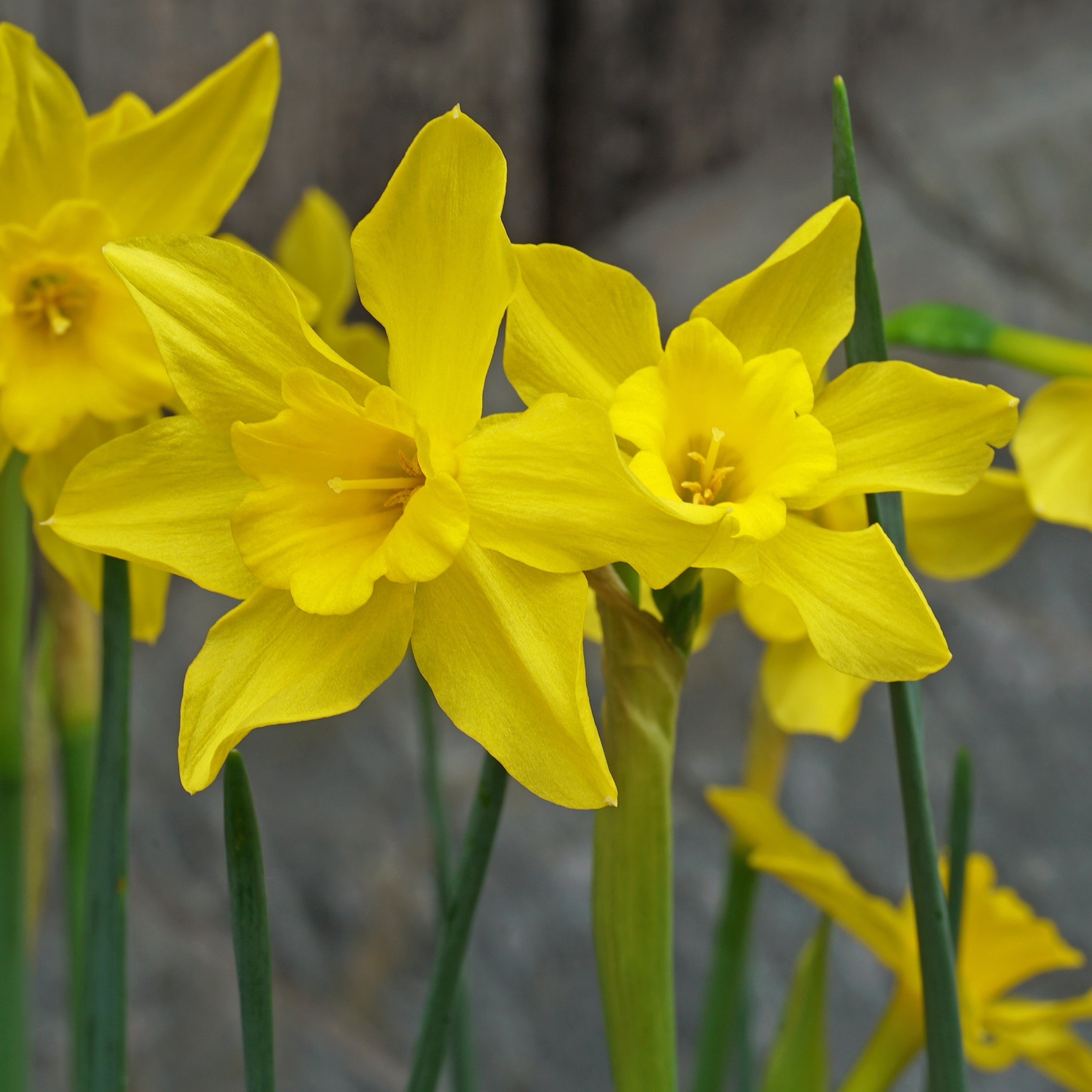 odorus regulosus - Special Narcissus - Fluwel
