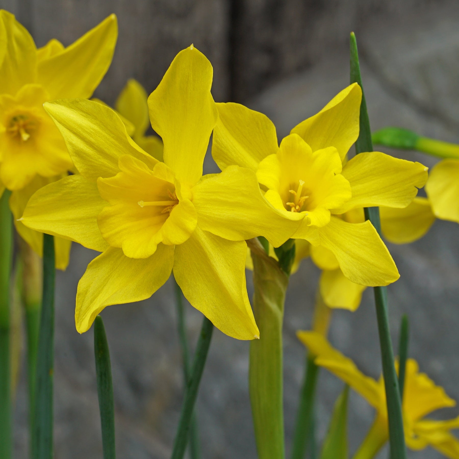 odorus regulosus - Special Narcissus - Fluwel