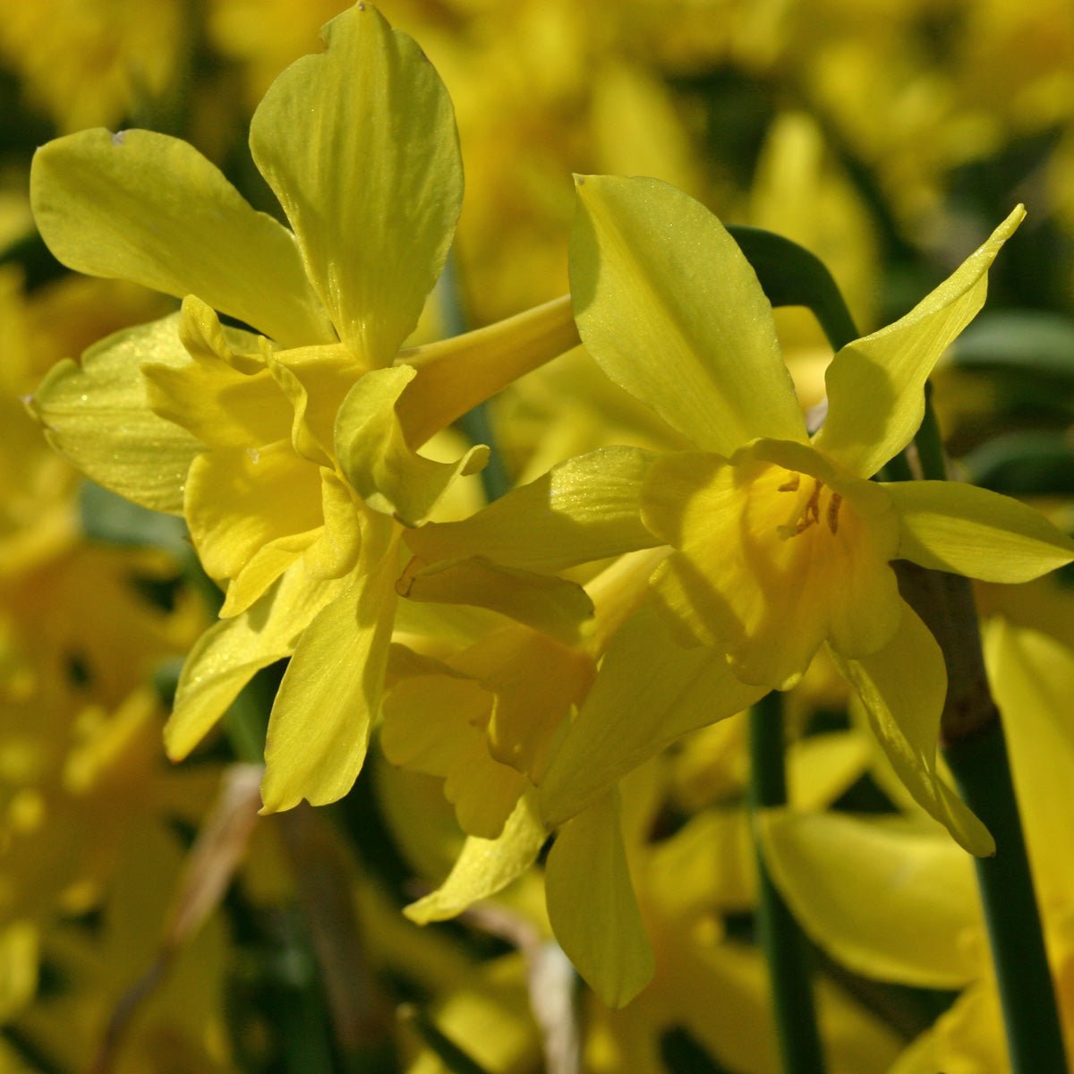 odorus regulosus - Special Narcissus - Fluwel