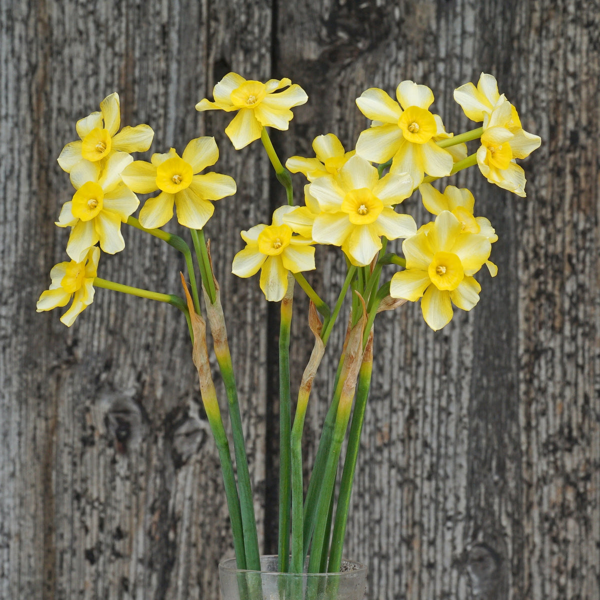 Oma - wit-gele Jonquilla narcis - Fluwel